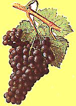 raisin